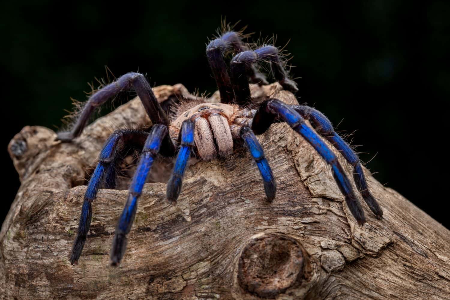 Blue Tarantula Female (Birupes simoroxigorum) is tarantula metallic blue legs and a creamy toffee body which only found in Sarawak (Borneo), Malaysia.