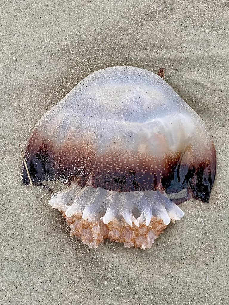 Cannonball Jellyfish washed ashore at secluded Hilton Head beach