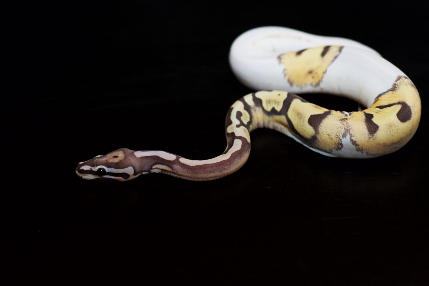 Close up scaleless pied ball python snake on black background in studio
