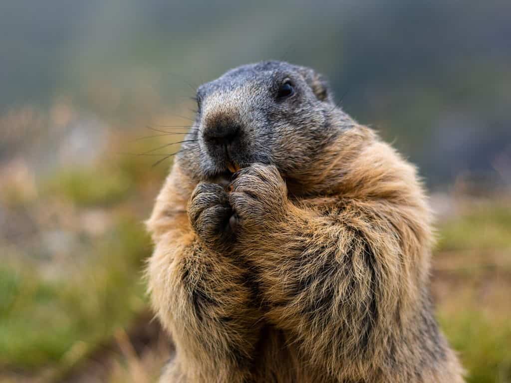 Cute Marmot eating his carrots while standing on his hind legs. Blurred background. Marmot with fluffy fur sitting on a meadow. View of the landscape. Photographed on Grossglockner. close up