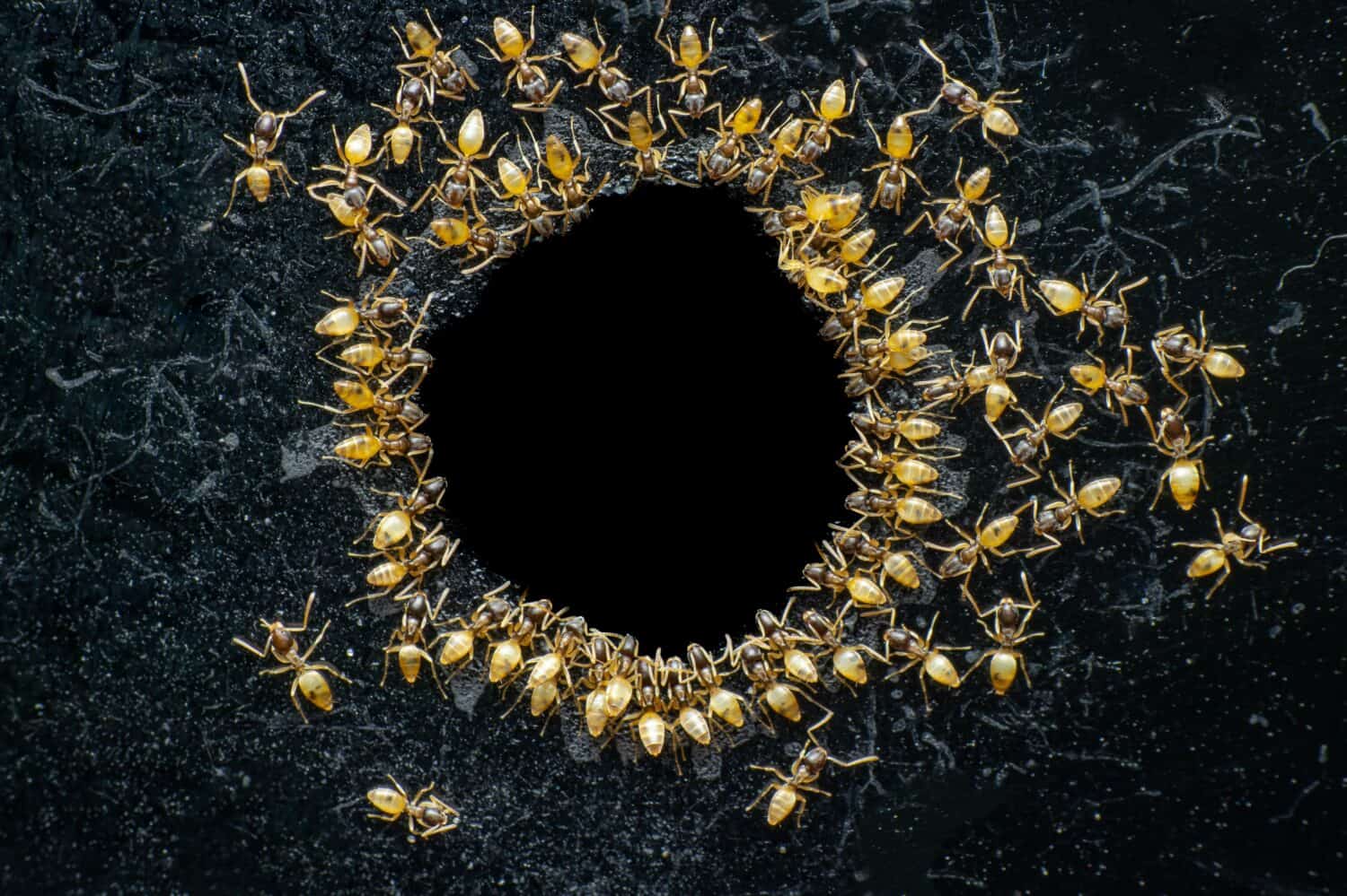 When a group of Humble ants or ghost ants , Tapinoma melanocephalum gathered for a meal.