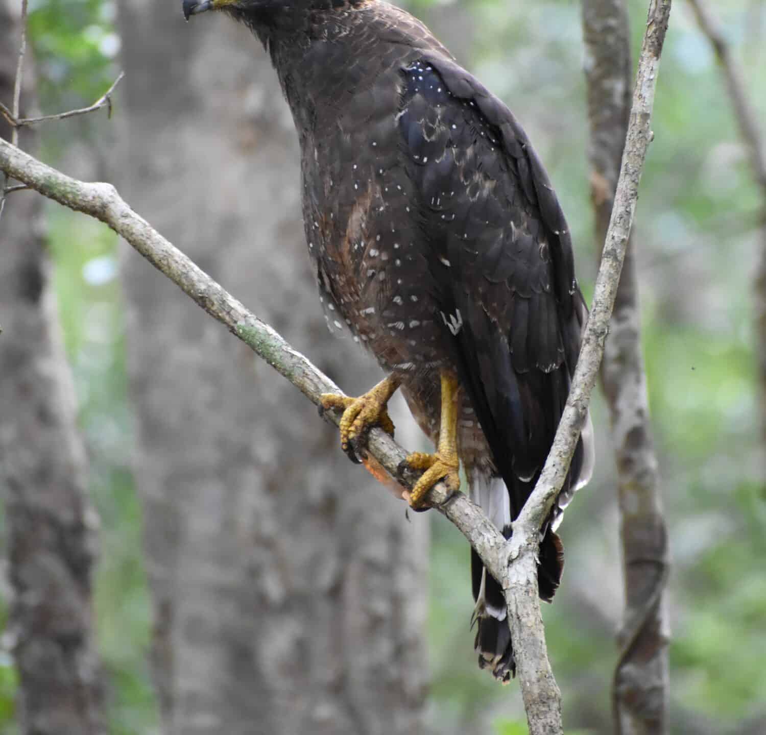 serpent eagle or Spilornis kinabaluensis or Kinabalu serpent eagle perched on a tree branch and searchig for a prey"