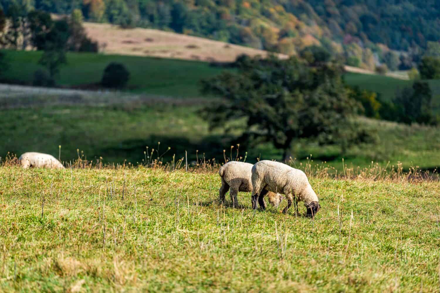 Rural countryside farm with sheep grazing on green grass hill pasture fall season in Blue Ridge mountains pastoral landscape in Blue Grass, Highland County, Virginia