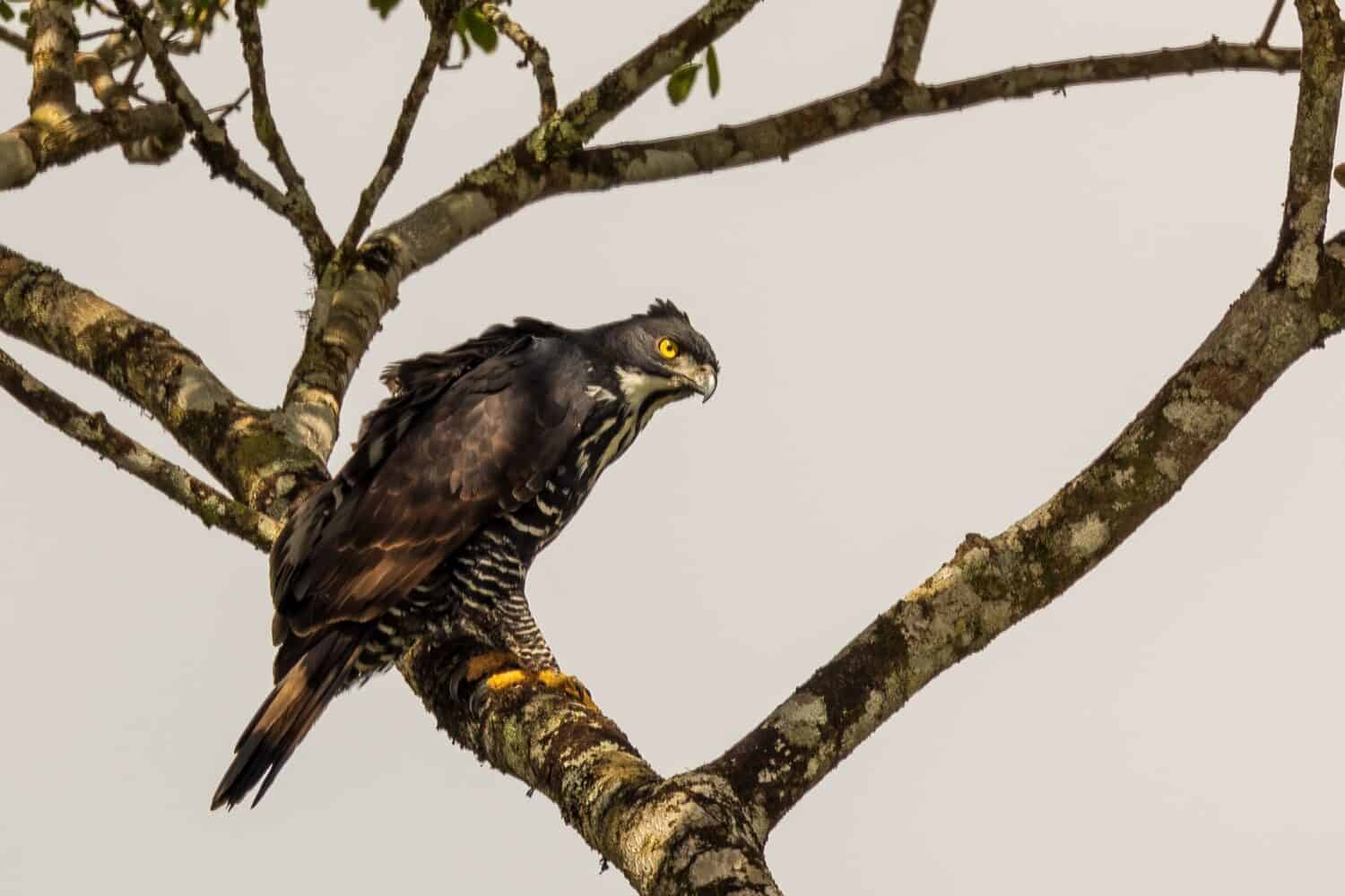 A small raptor known as Wallace's Hawk-Eagle (Nisaetus nanus) perched on a branch