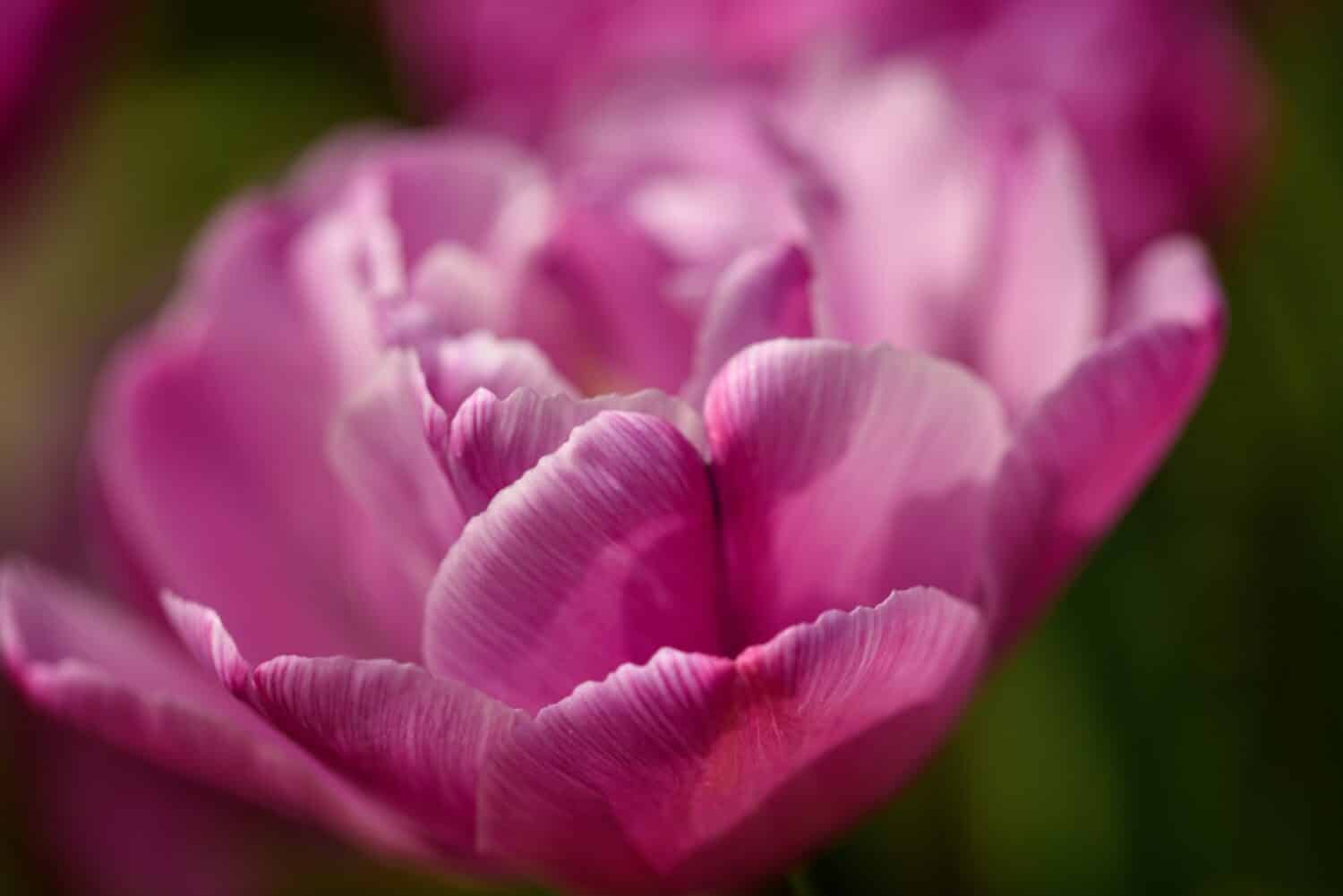 Close up of a purple tulip - Tulip 'Purple Jacket'