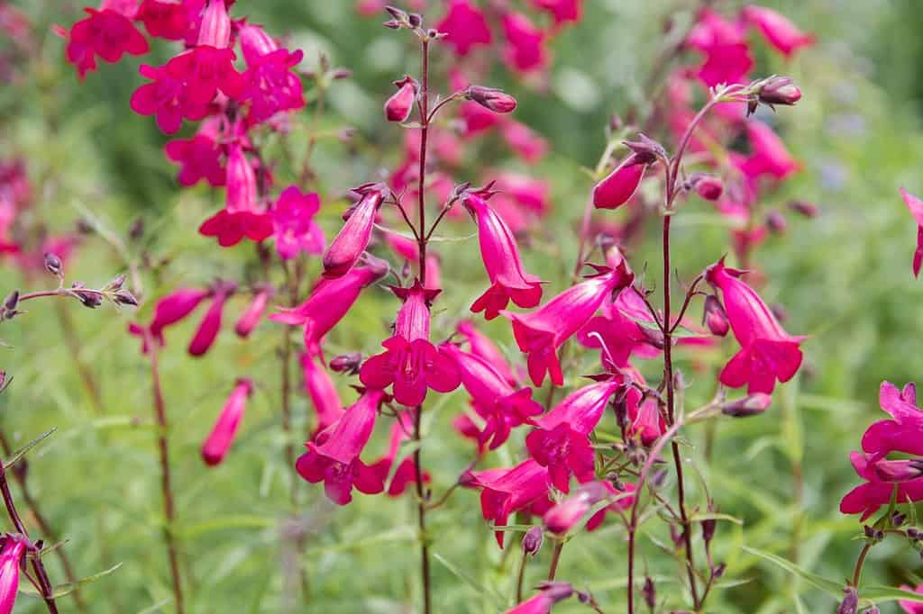 Penstemon 'Garnet' - bright pink flowers on green background