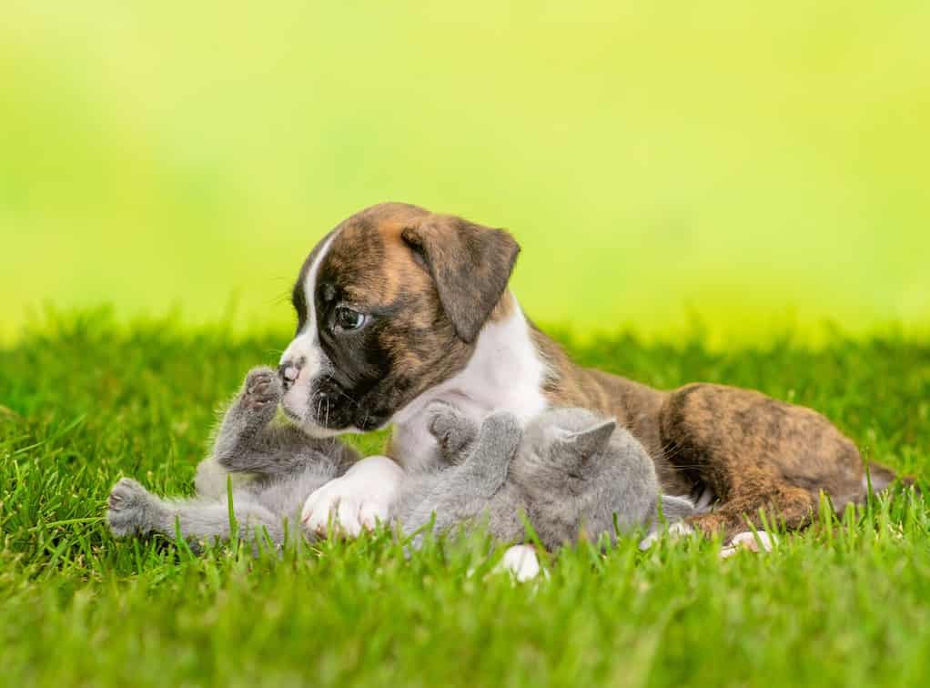 Friendly German boxer puppy plays with tiny kitten on green summer grass. Empty space for text