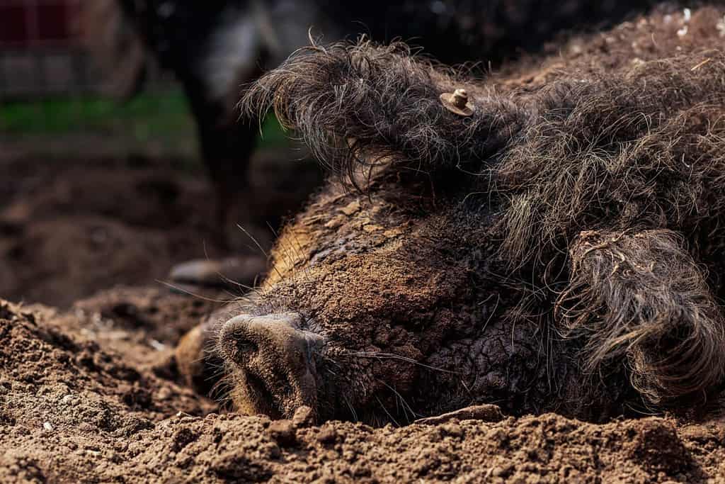 A wild boar wallows in the mud