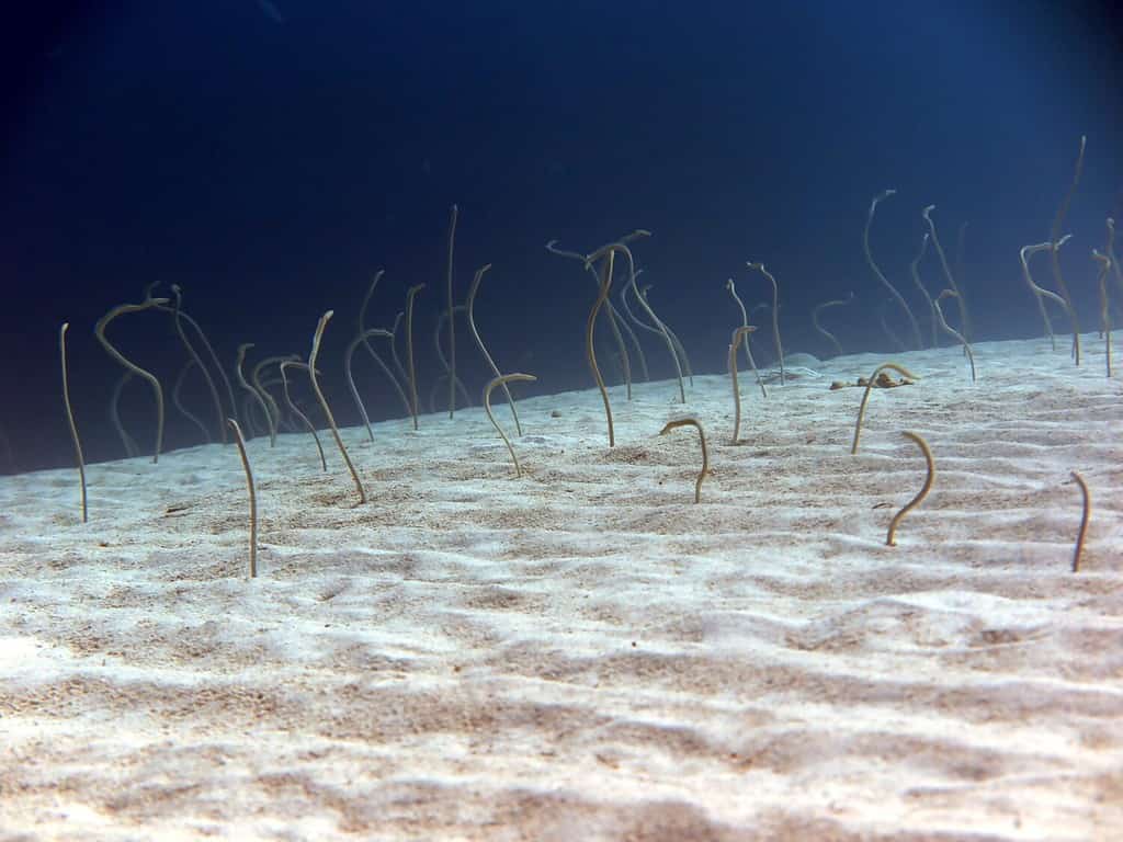 How Do Eels Reproduce? The Weird Method Explained - A-Z Animals