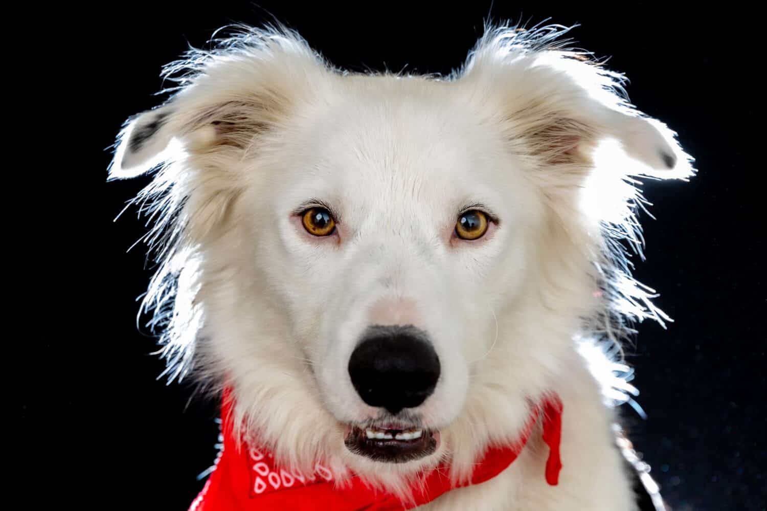 White smooth clearance collie