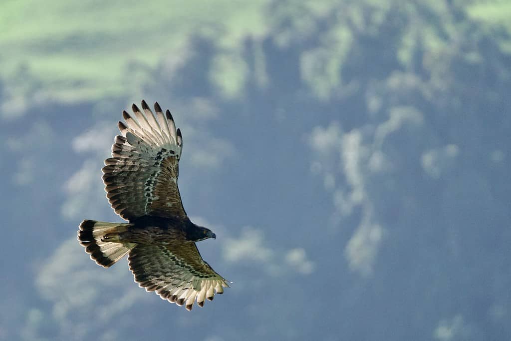 Black-and-chestnut eagle flying in the sky of Colombia. Spizaetus isidori.