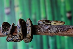 Huge Python Takes Inspiration from the Jungle Book and Starts Coiling Itself Up a Tree Like a Vine Picture