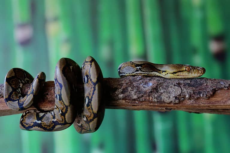 A reticulated python resting on a dry tree trunk by twisting its body. This reptile has the scientific name Malayopython reticulatus.