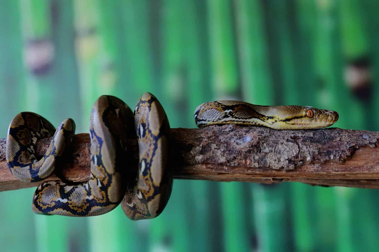 A reticulated python resting on a dry tree trunk by twisting its body. This reptile has the scientific name Malayopython reticulatus.