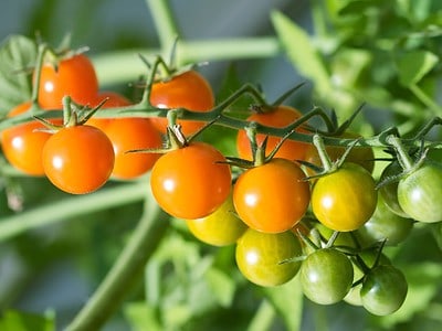 A Growing Tomatoes In Michigan: Ideal Timing + 12 Helpful Tips