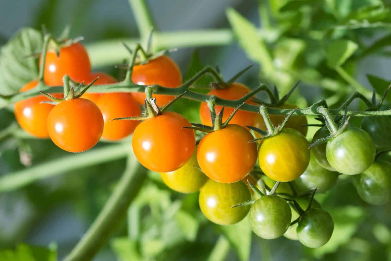Cherry tomatoes of Sungold variety texture close up, ripening golden ond orange colored fruits growing in clusters on hairy vines in an organic summer garden in the sunlight