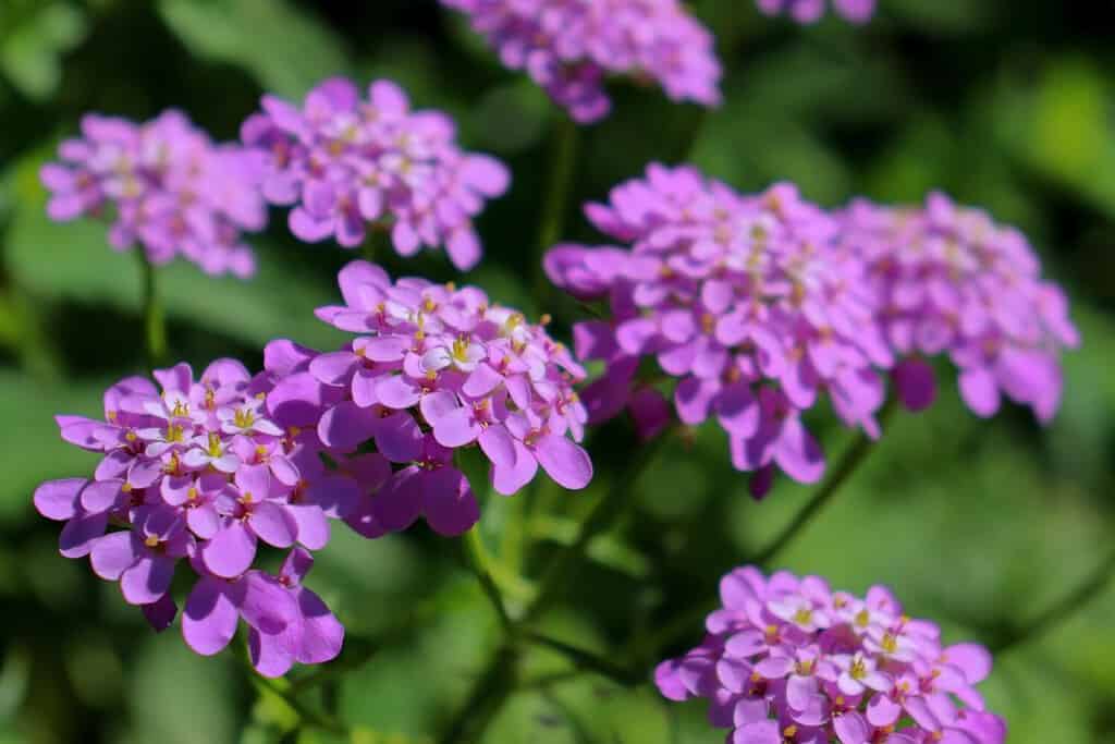 Candytuft | Iberis garden blossoms. Beautiful flower image closeup with natural sunlight and green natural background.