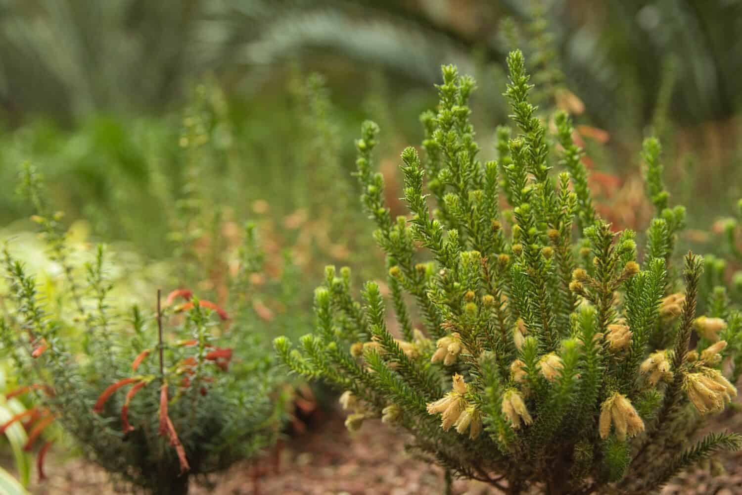 A view of a erica scoparia plant