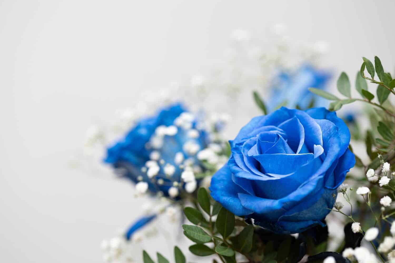 Blue Roses: Meaning, Symbolism, and Proper Occasions - AZ Animals