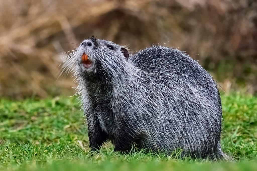 Nutria with beautiful red teeth. Looking for food. Standing in the short grass, closeup. Genus Myocastor coypus.