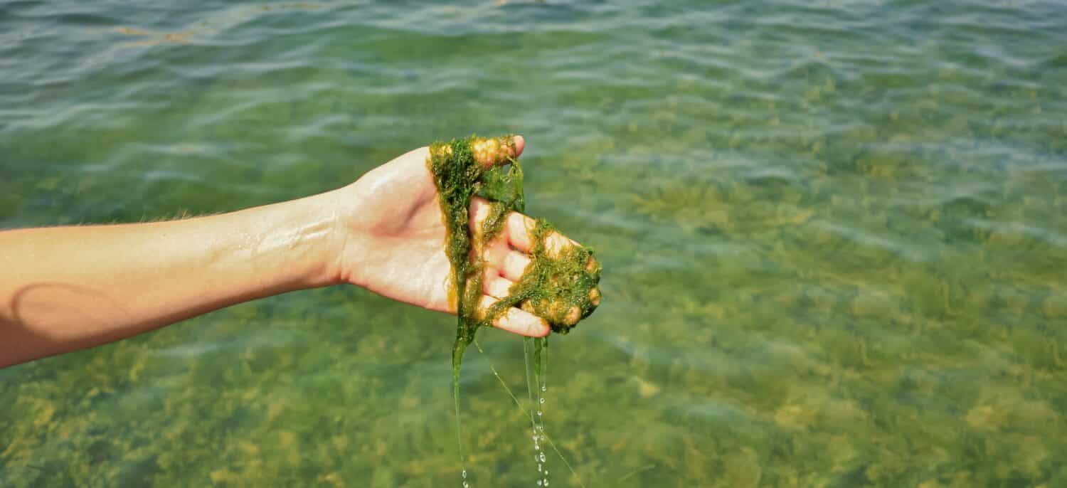 Algae can be easily spotted and smelled
