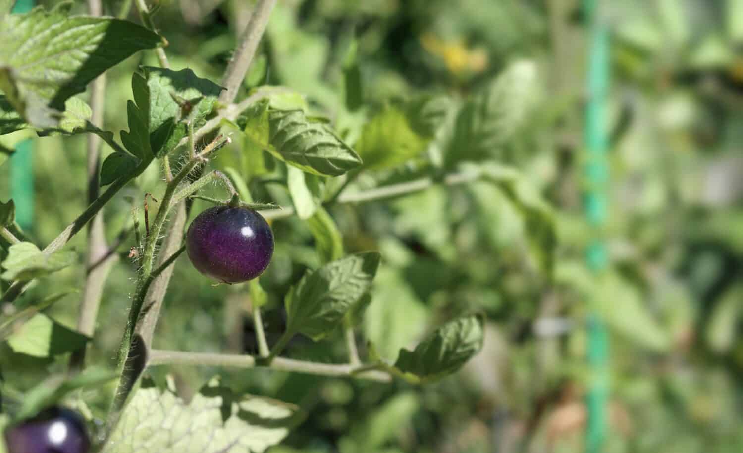 Black tomato cherry growing in garden on a sunny day. Midnight Snack Tomato plant with defocused foliage. Dark purple or indigo tomato ready to harvest. Summer gardening background. Selective focus.