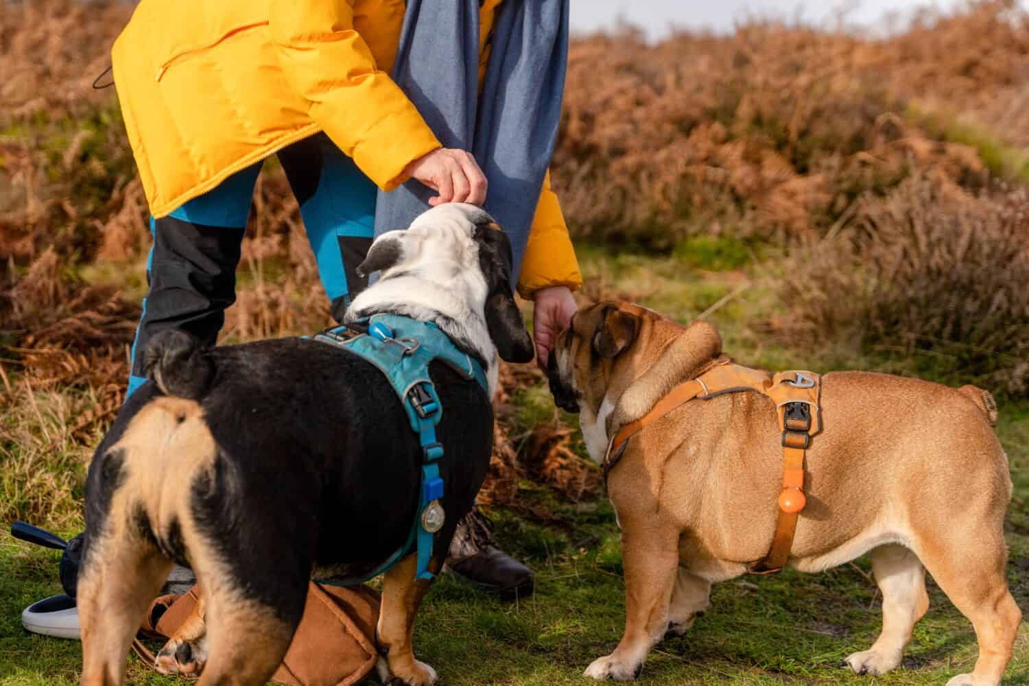 a woman feeding two English bulldogs on a walk in the woods