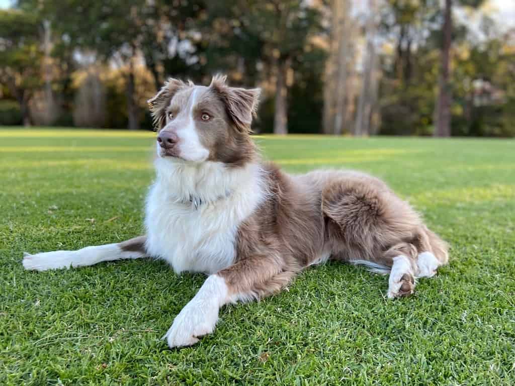 Lilac Border Collie in the park
