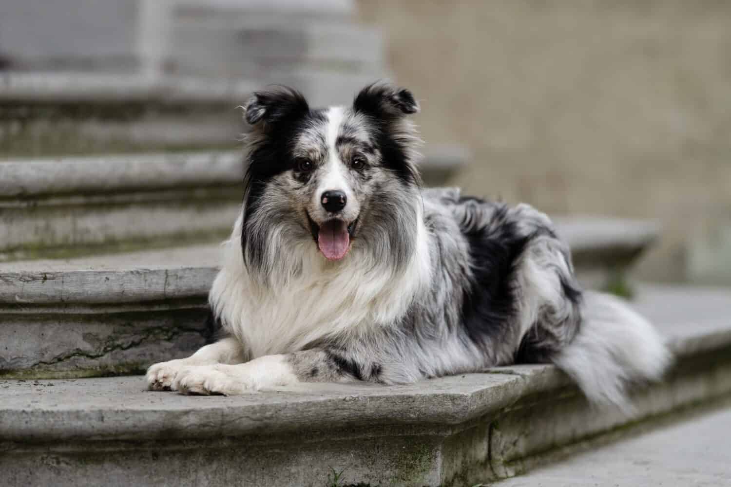 A blue-merle border collie posing in an urban setting