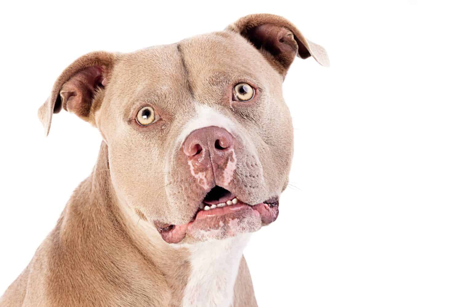 white pitbull with black spots on skin