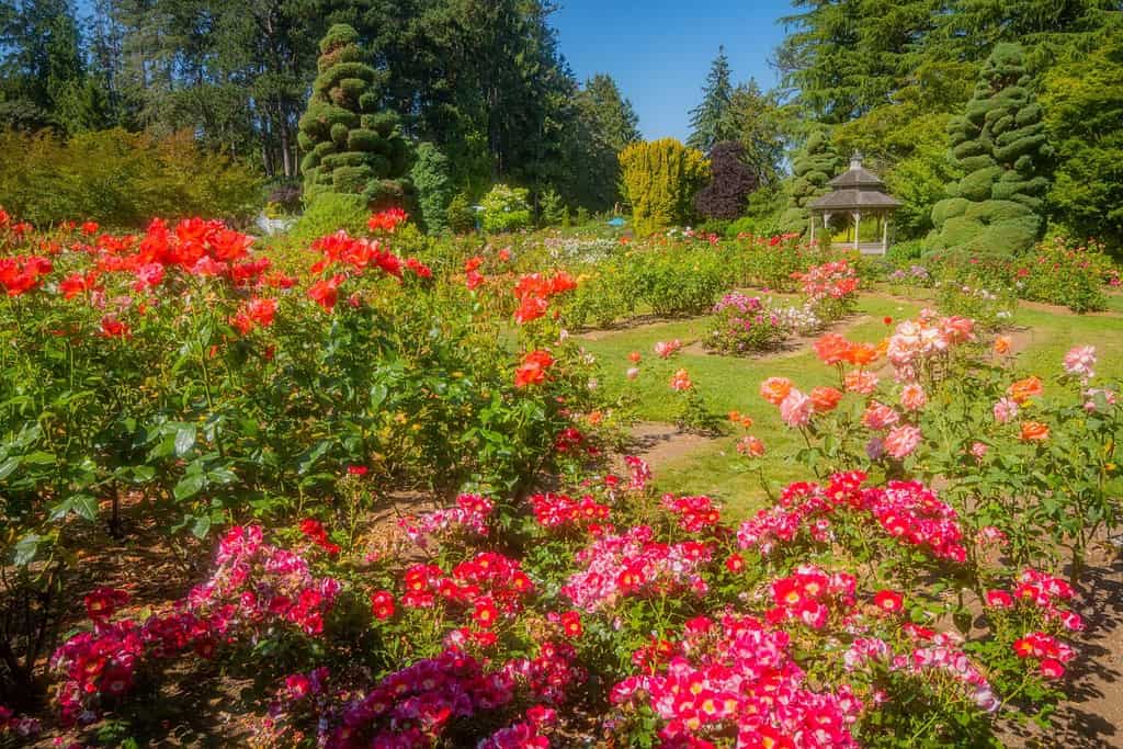 Beautiful flowers of pink roses in green garden in sunny summer day. Summer morning in the park. Woodland Park Rose Garden
