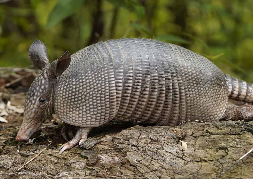 Witness an Armadillo Curl Itself Into an Impenetrable Ball like a Real