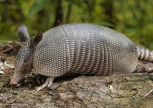 Why Are Armadillos Headed North? photo
