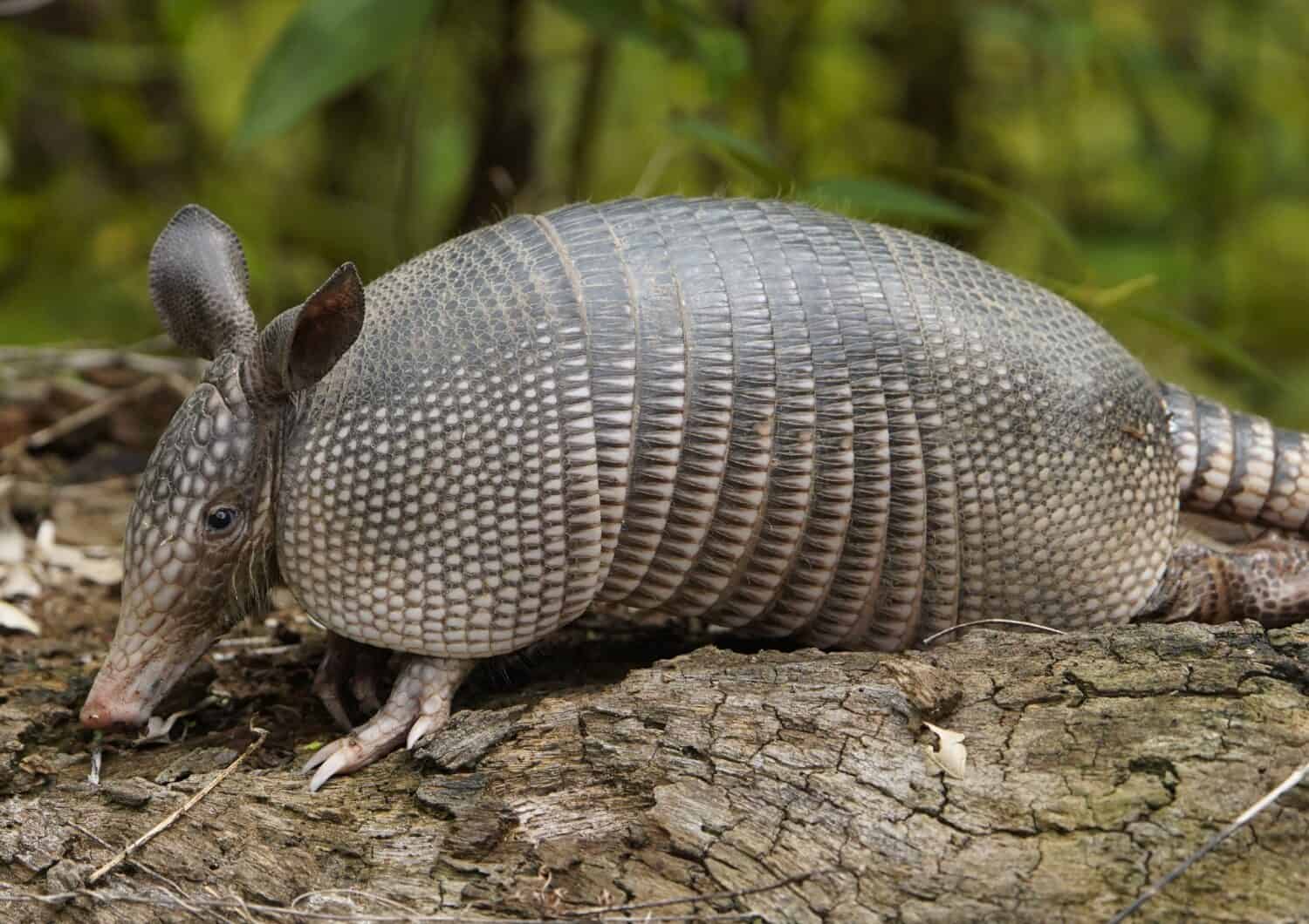 The nine-banded armadillo (Dasypus novemcinctus), also known as the nine-banded long-nosed armadillo or common long-nosed armadillo. Dasypodidae family. Near Mamori Lake, Amazonas, Brazil.