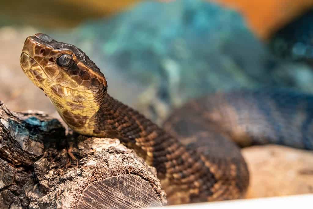 Northern cottonmouth (Agkistrodon piscivorus)