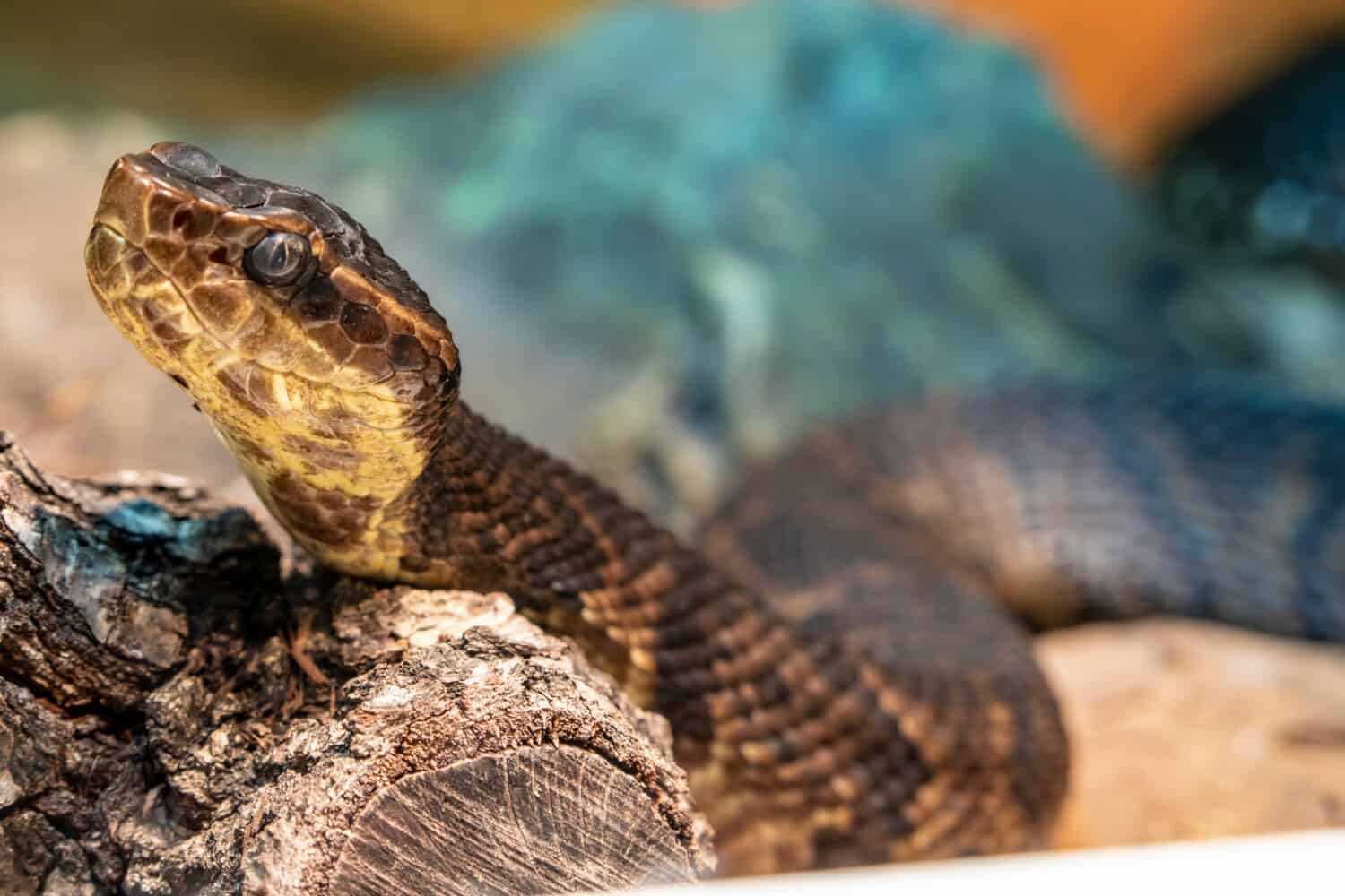 Northern cottonmouth (Agkistrodon piscivorus) is one of the world's few semiaquatic vipers  and is native to the southeastern United States. Individuals may bite when feeling threatened.