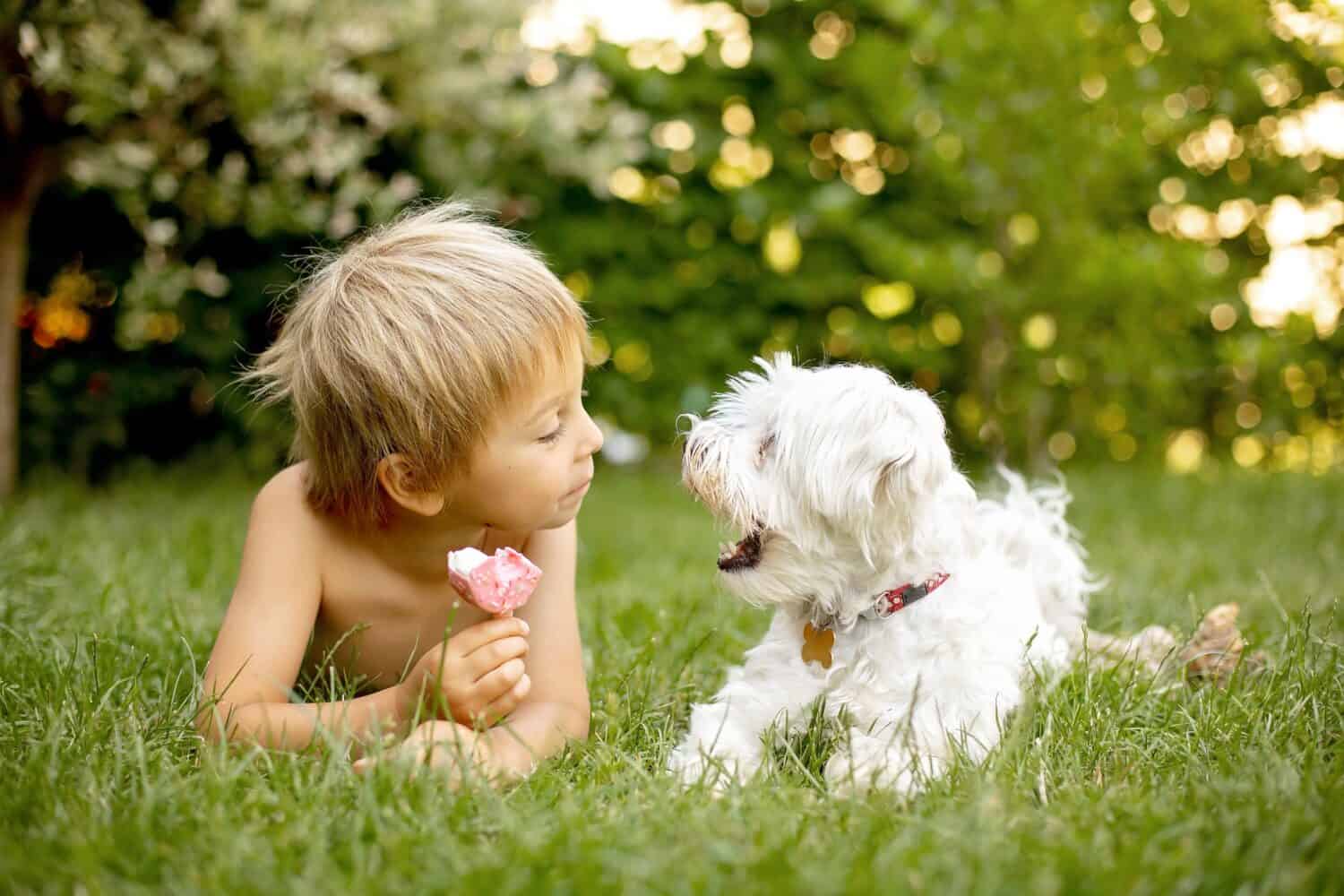 Cute child, boy and his maltese dog, eating doughnut ice cream in the backyard of his home garden