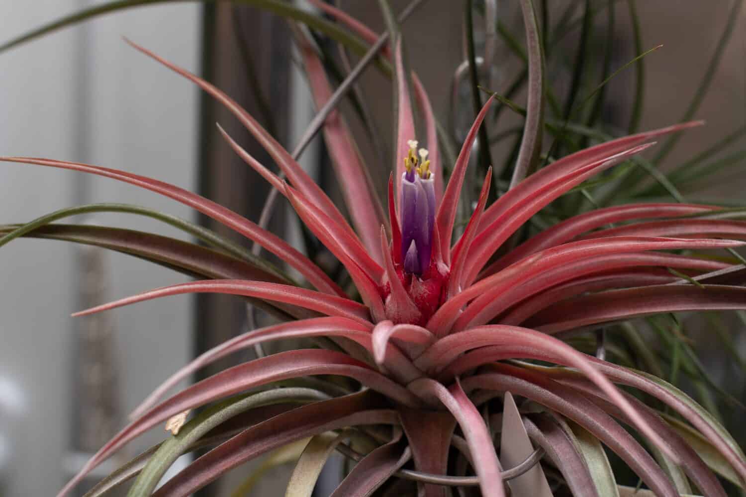 Tillandsia velutina pink and violet flower