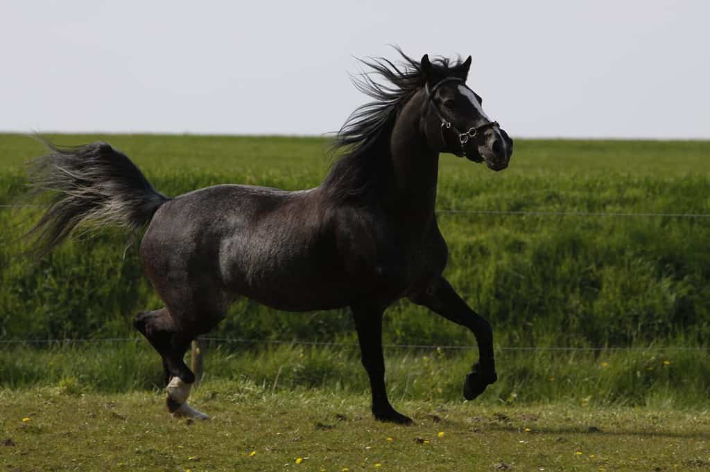 Rabicano colored mare prancing around