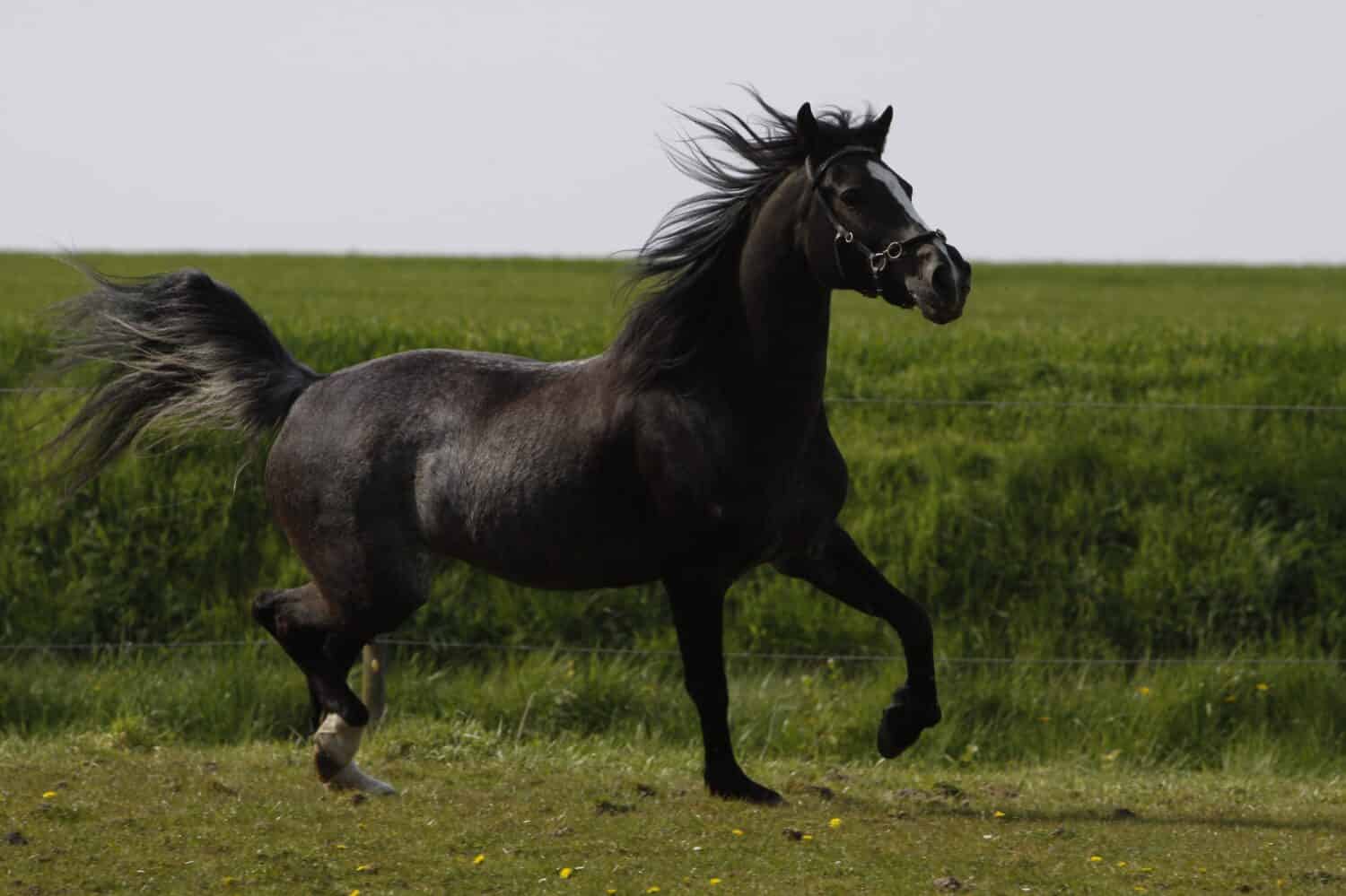 Gelding vs Stallion What's the Difference? AZ Animals