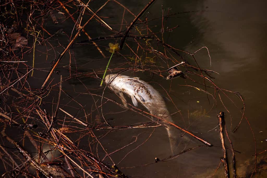 Dead fish swim in the water of the reservoir. Environmental pollution. Earth Day. Purification, care of lakes, rivers. The problem of human ecology. Ecosystem disruption.