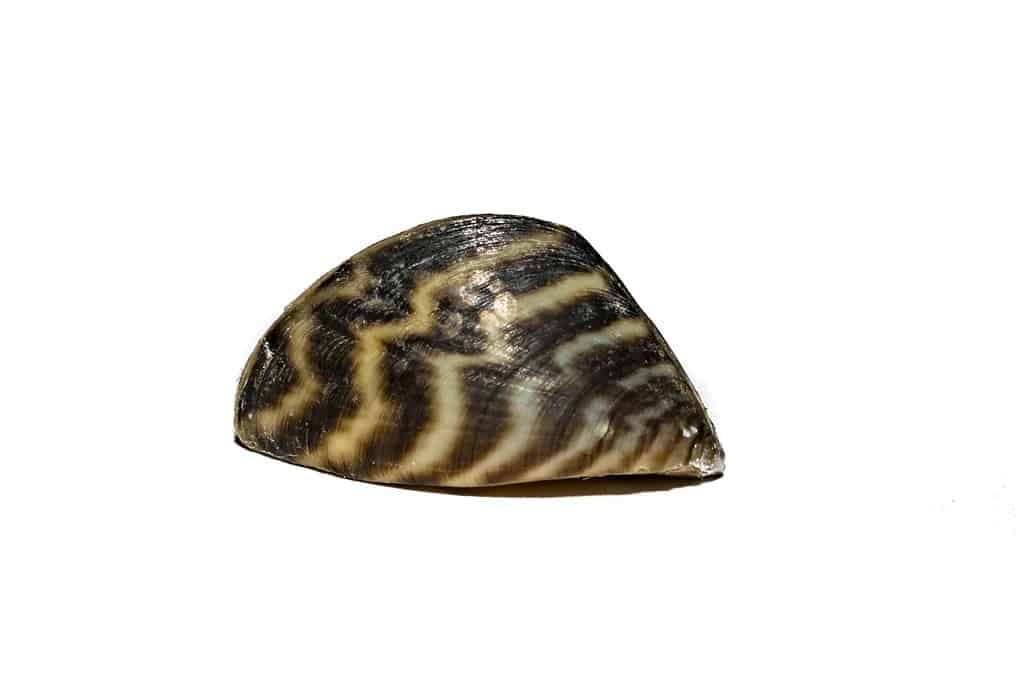Close-up of an adult zebra mussel, a non-native invasive species found in many freshwater ecosystems.