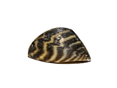 A Zebra Mussels