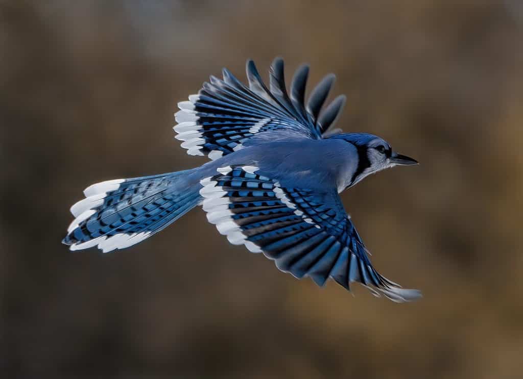 Mysterious Migration of Blue Jays