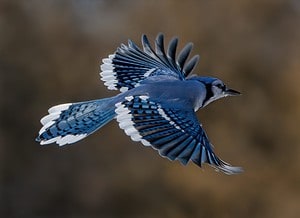 Where Do Blue Jays Nest? Picture
