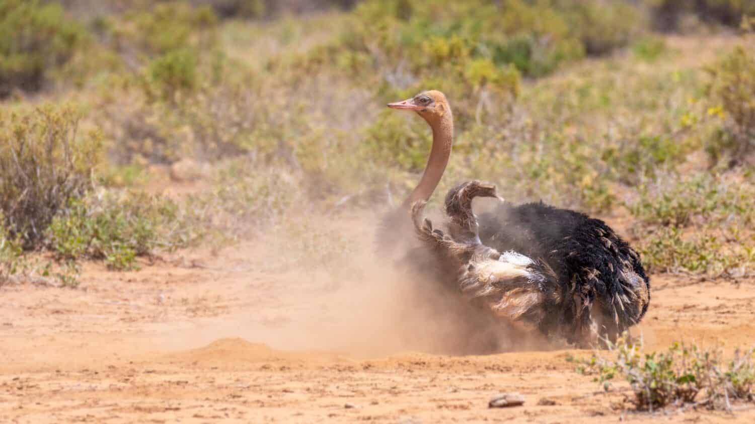 Male somali ostrich is the largest bird that start with S