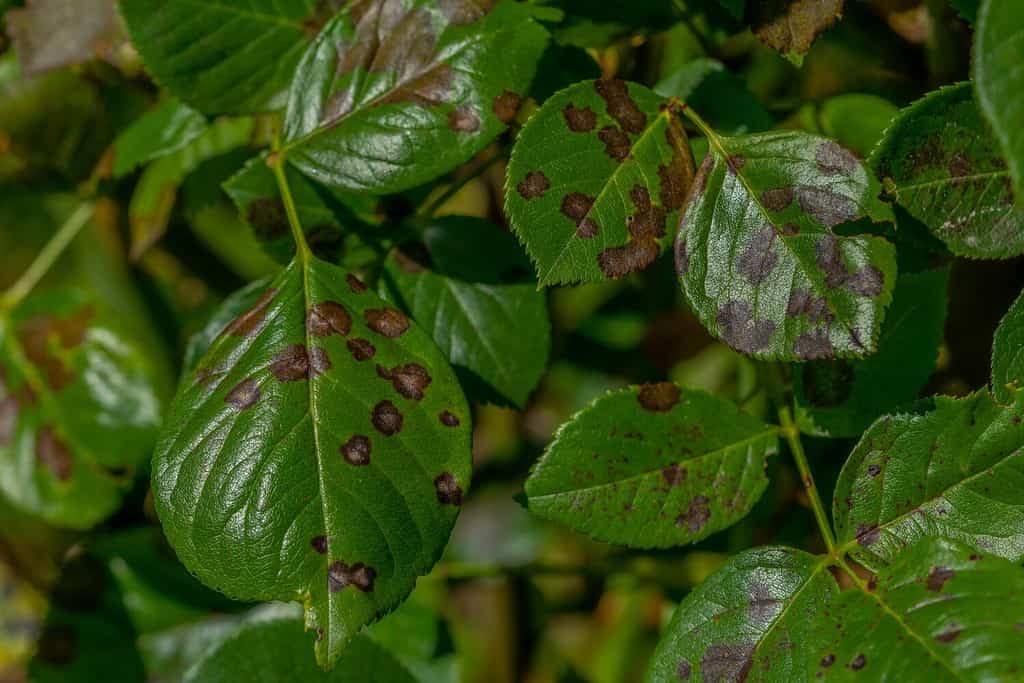 Blackspot; a rose leaf affected by black spot disease. This is the most serious disease of roses caused by a fungus, Diplocarpon rosae, which infects the leaves and greatly reduces plant vigour