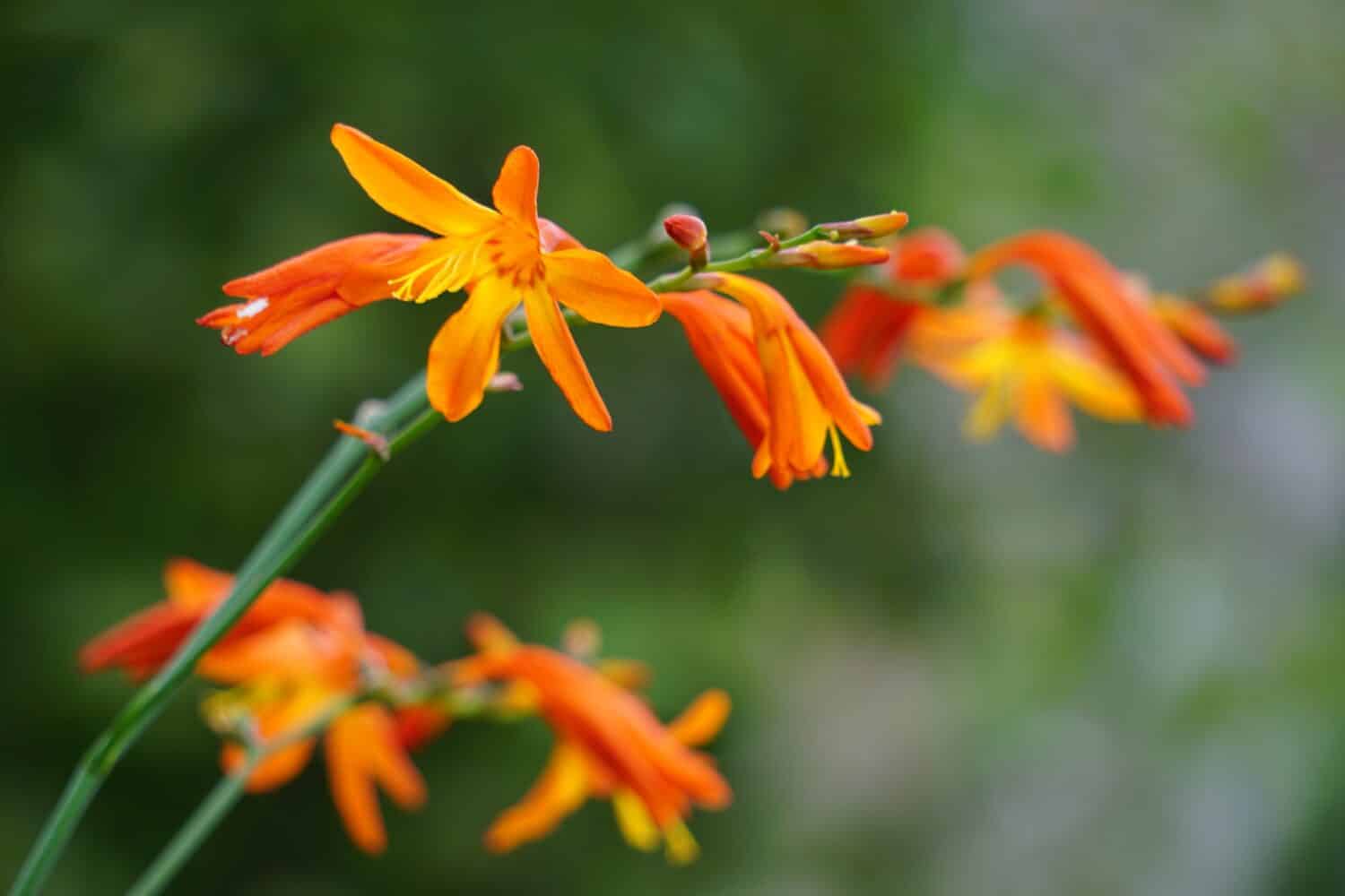 Crocosmia masoniorum (also called called the giant montbretia, Tritonia masoniorum) flower. Crocosmia are deciduous cormous perennials with erect, sword-shaped leaves and branched spikes of showy