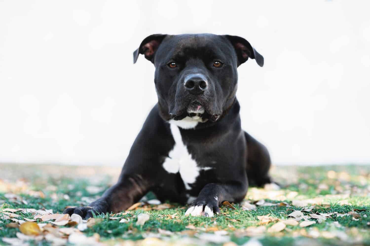 One black Pitbull dog wearing a black and orange collar posing on the grass by a white fence in the background