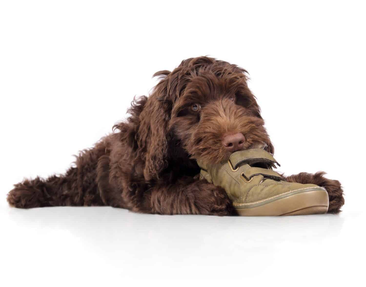 Isolated puppy dog chewing shoe. Happy puppy lying with shoe between paws while eating, playing inhaling or destroying it. 3 months old female labradoodle dog, chocolate or brown. Selective focus.